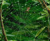 Spider On Net wallpaper 176x144
