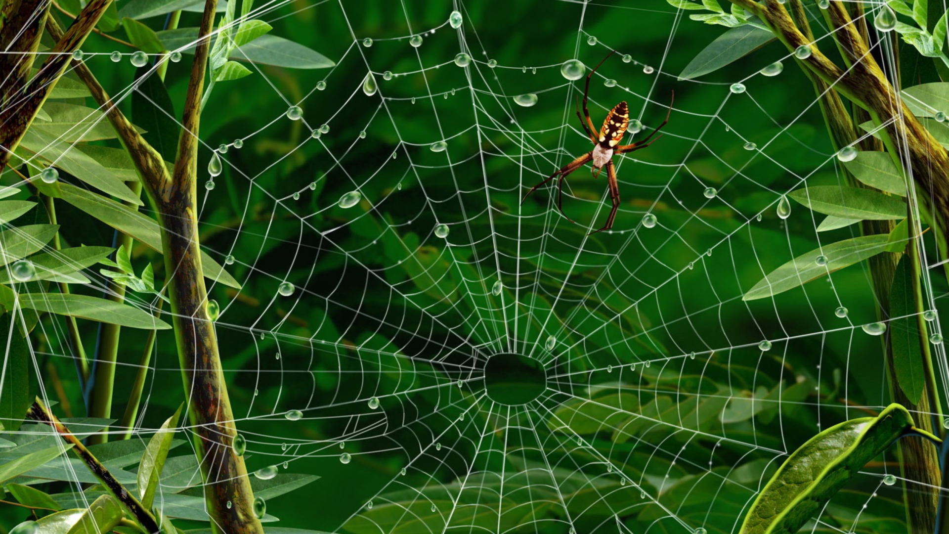 Screenshot №1 pro téma Spider On Net 1920x1080