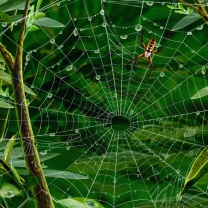 Das Spider On Net Wallpaper 208x208