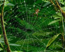 Обои Spider On Net 220x176
