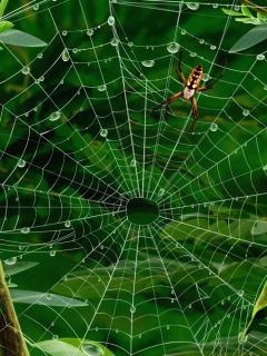 Sfondi Spider On Net 240x320