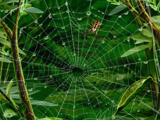 Spider On Net wallpaper 320x240