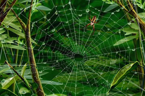 Sfondi Spider On Net 480x320