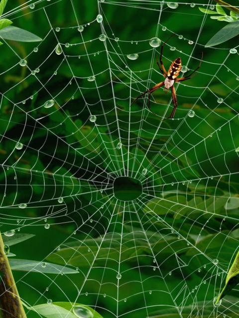 Spider On Net wallpaper 480x640