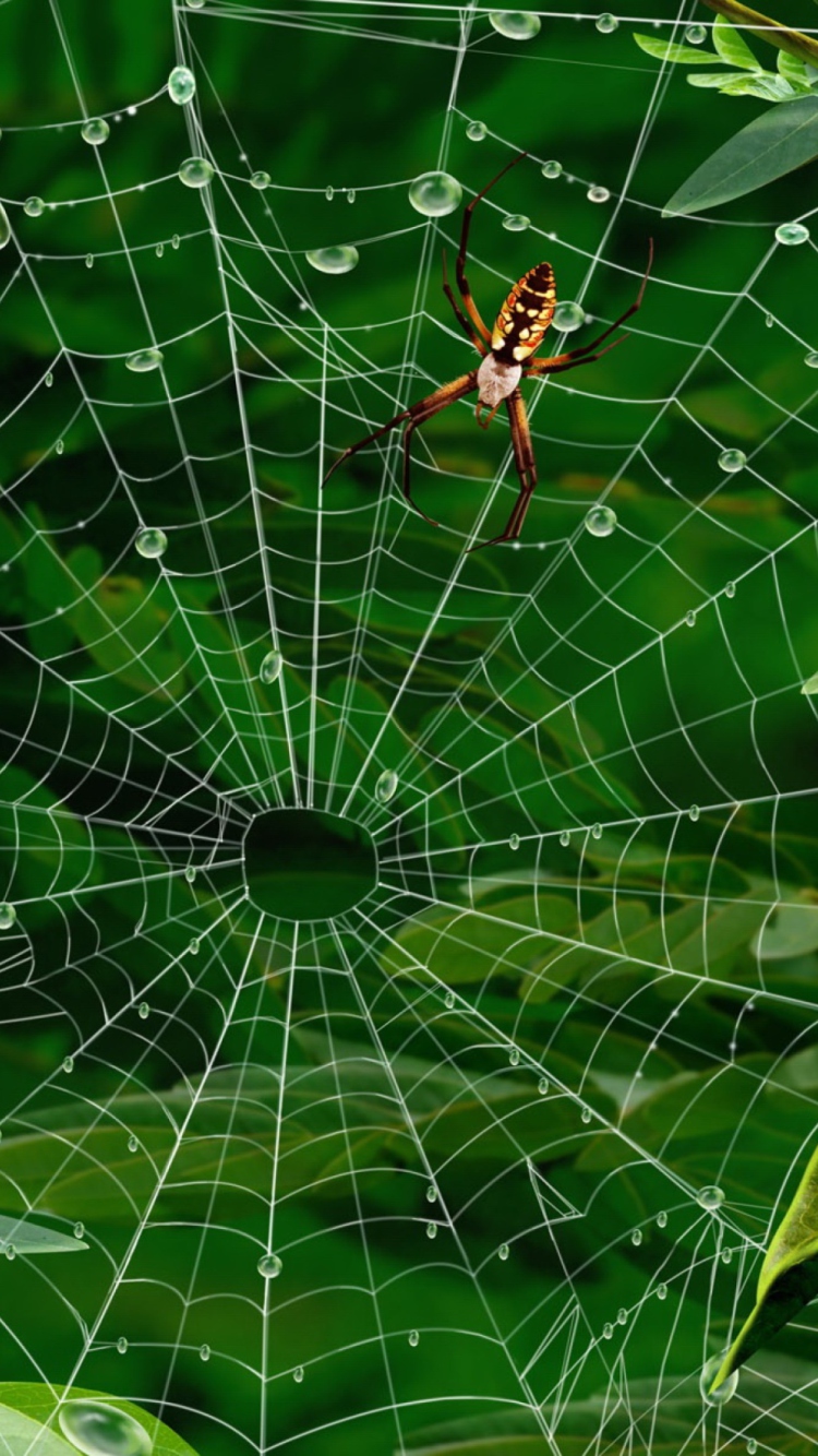 Обои Spider On Net 750x1334