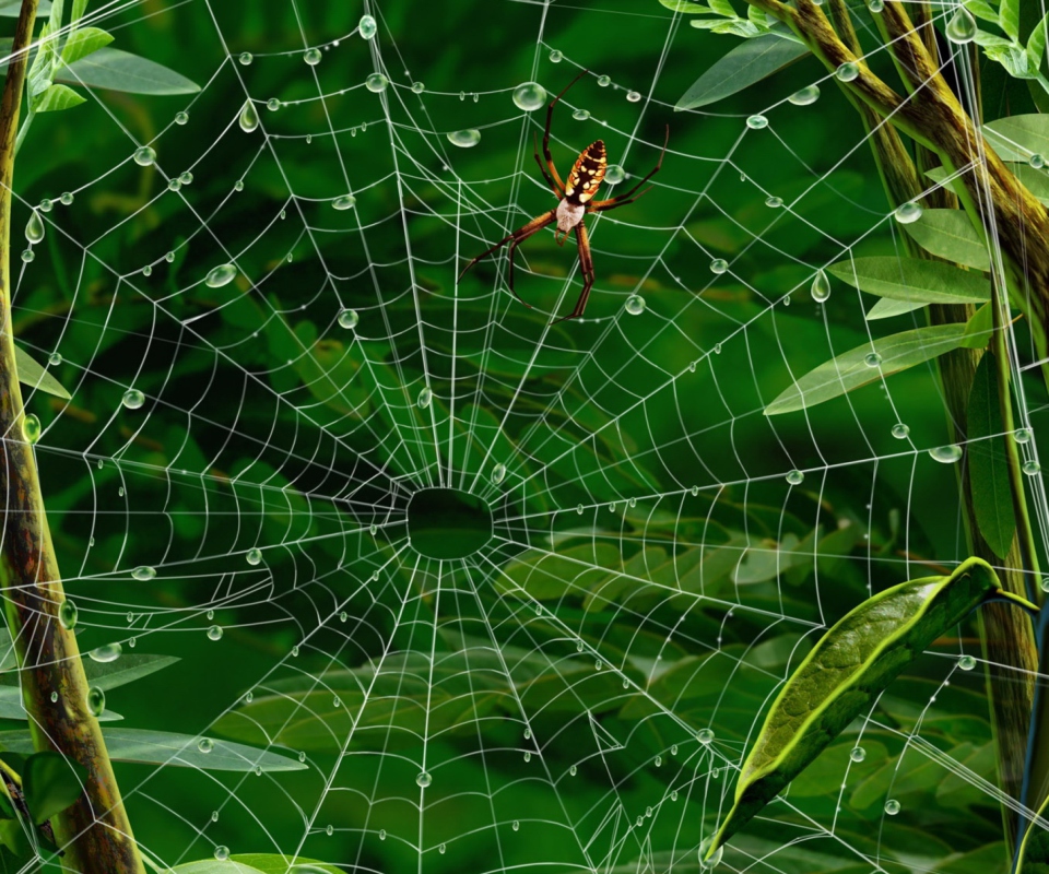 Das Spider On Net Wallpaper 960x800