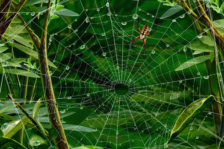 Screenshot №1 pro téma Spider On Net