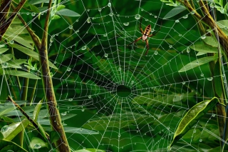 Spider On Net - Obrázkek zdarma pro Sony Xperia Z1