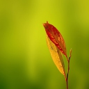 Leaf wallpaper 128x128