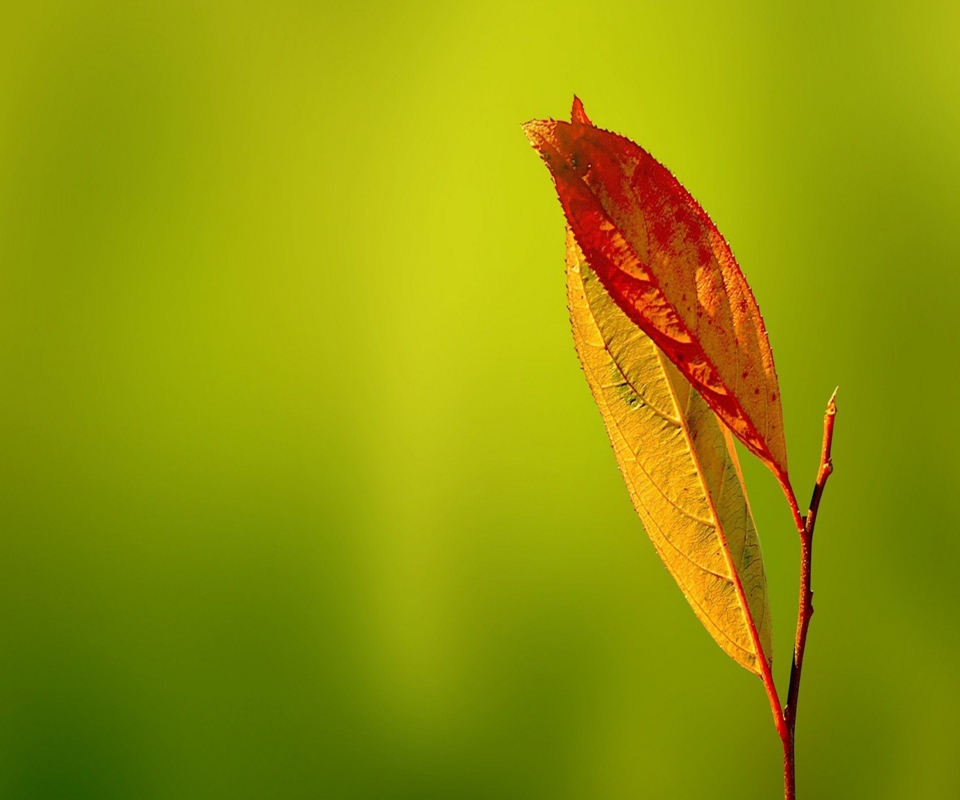 Sfondi Leaf 960x800