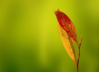 Leaf Picture for Android, iPhone and iPad