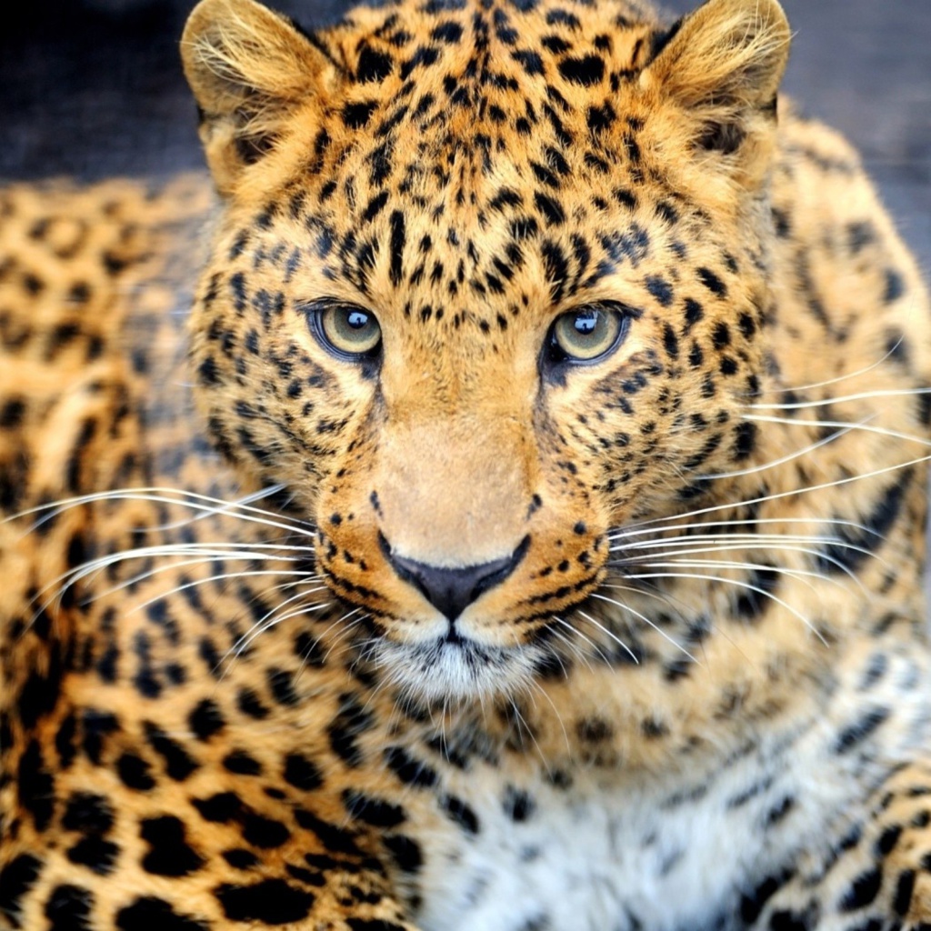 Leopard Predator wallpaper 1024x1024