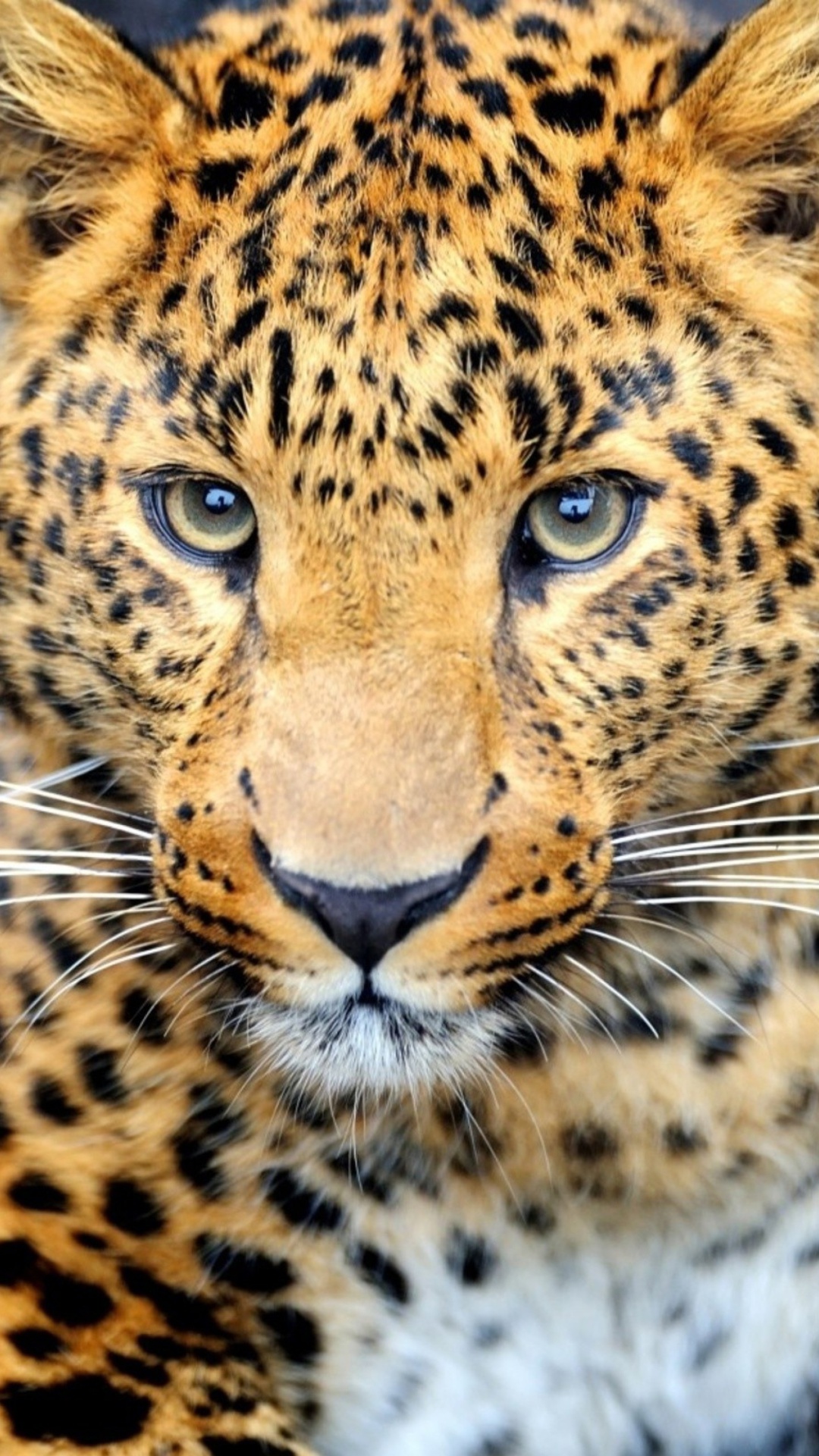 Fondo de pantalla Leopard Predator 1080x1920