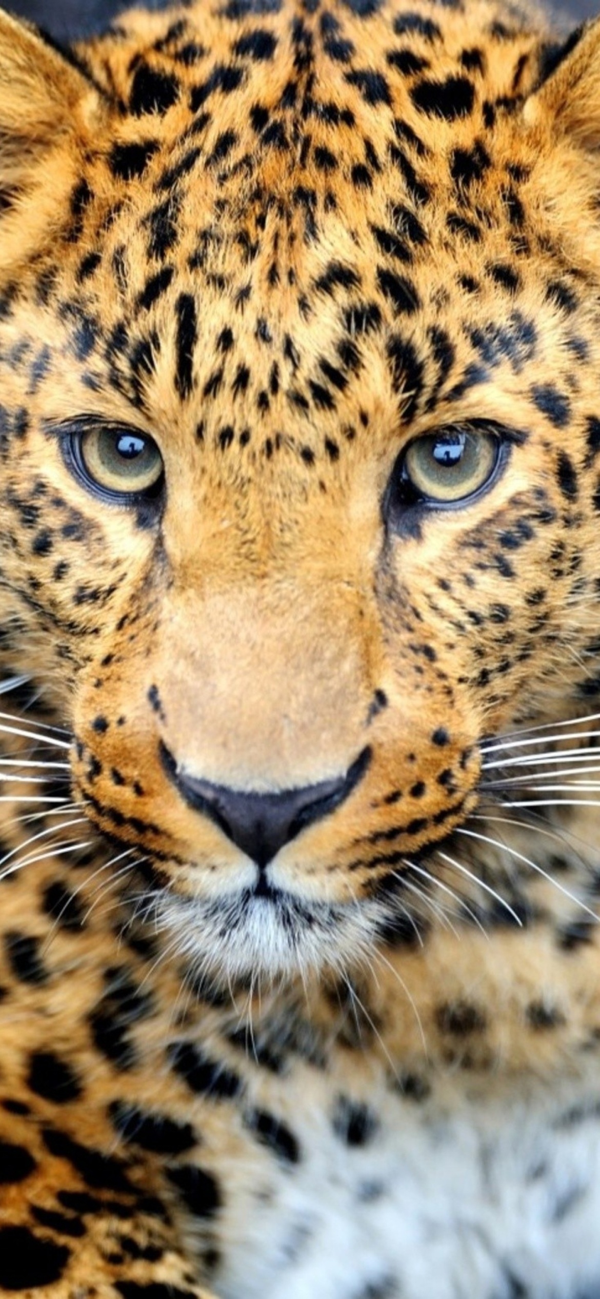 Screenshot №1 pro téma Leopard Predator 1170x2532