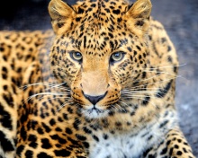 Leopard Predator wallpaper 220x176