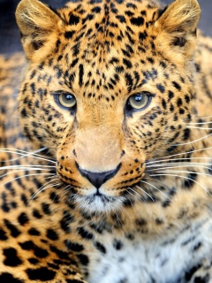 Fondo de pantalla Leopard Predator 240x320