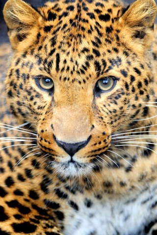 Fondo de pantalla Leopard Predator 320x480