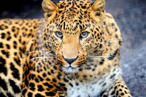 Обои Leopard Predator 480x320