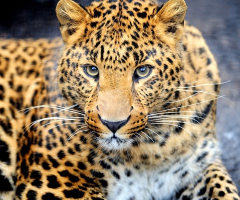 Fondo de pantalla Leopard Predator 480x400