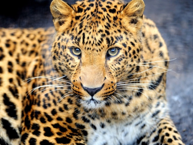 Fondo de pantalla Leopard Predator 640x480