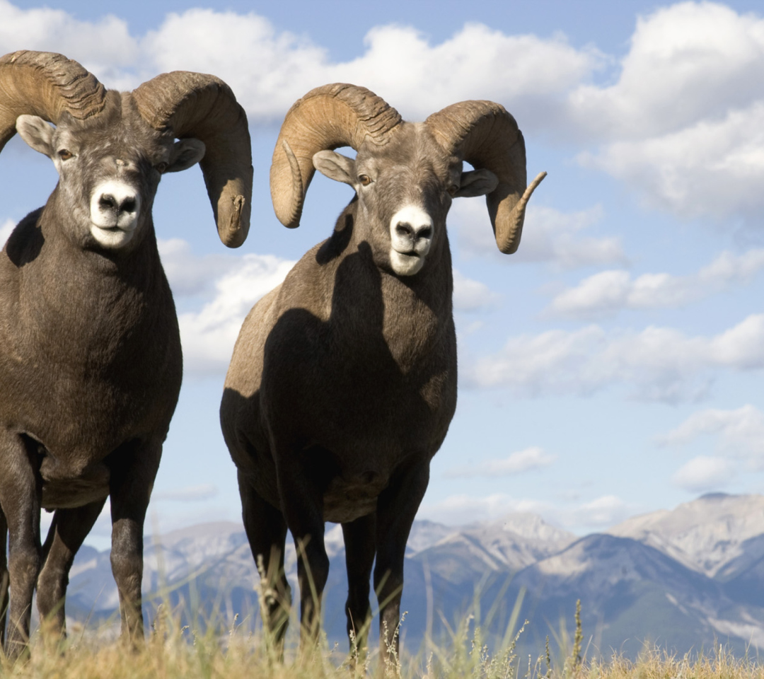 Fondo de pantalla Mountain Bighorn Sheep 1080x960