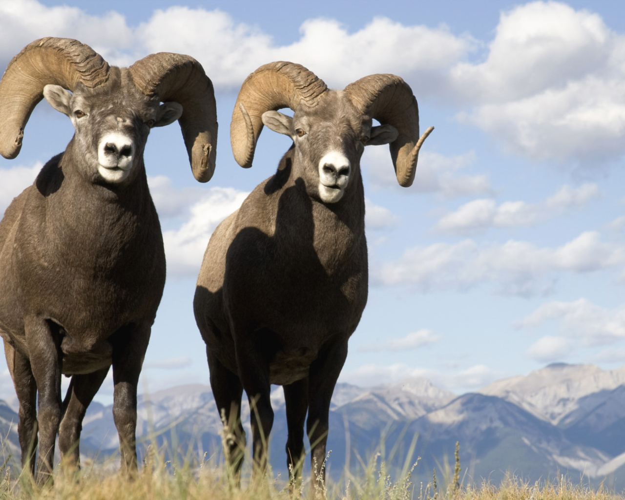 Das Mountain Bighorn Sheep Wallpaper 1280x1024