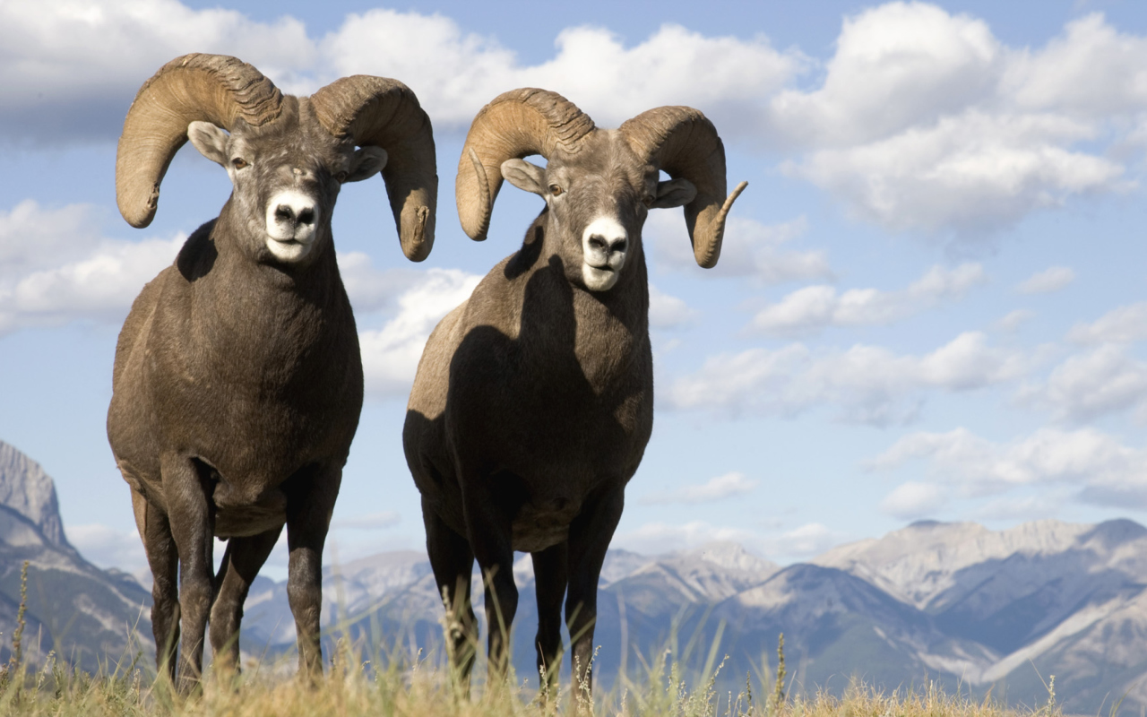 Das Mountain Bighorn Sheep Wallpaper 1280x800