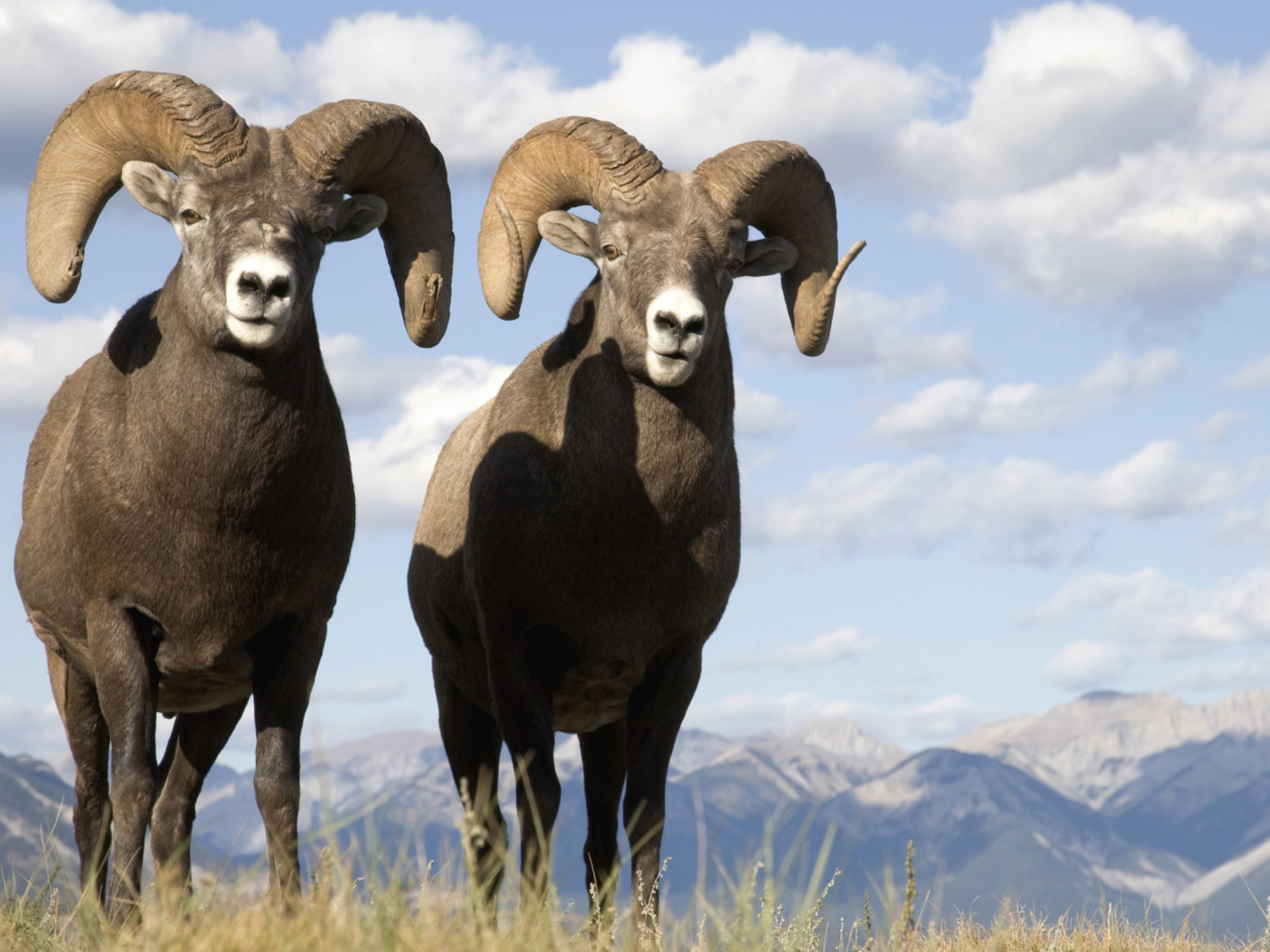 Sfondi Mountain Bighorn Sheep 1280x960