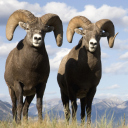 Fondo de pantalla Mountain Bighorn Sheep 128x128