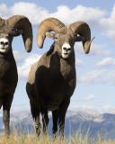 Das Mountain Bighorn Sheep Wallpaper 128x160