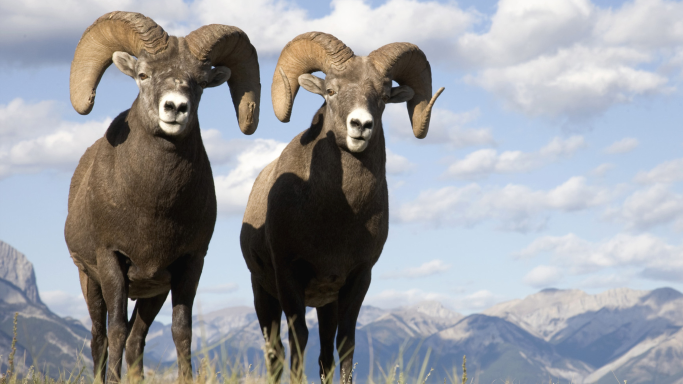 Обои Mountain Bighorn Sheep 1366x768