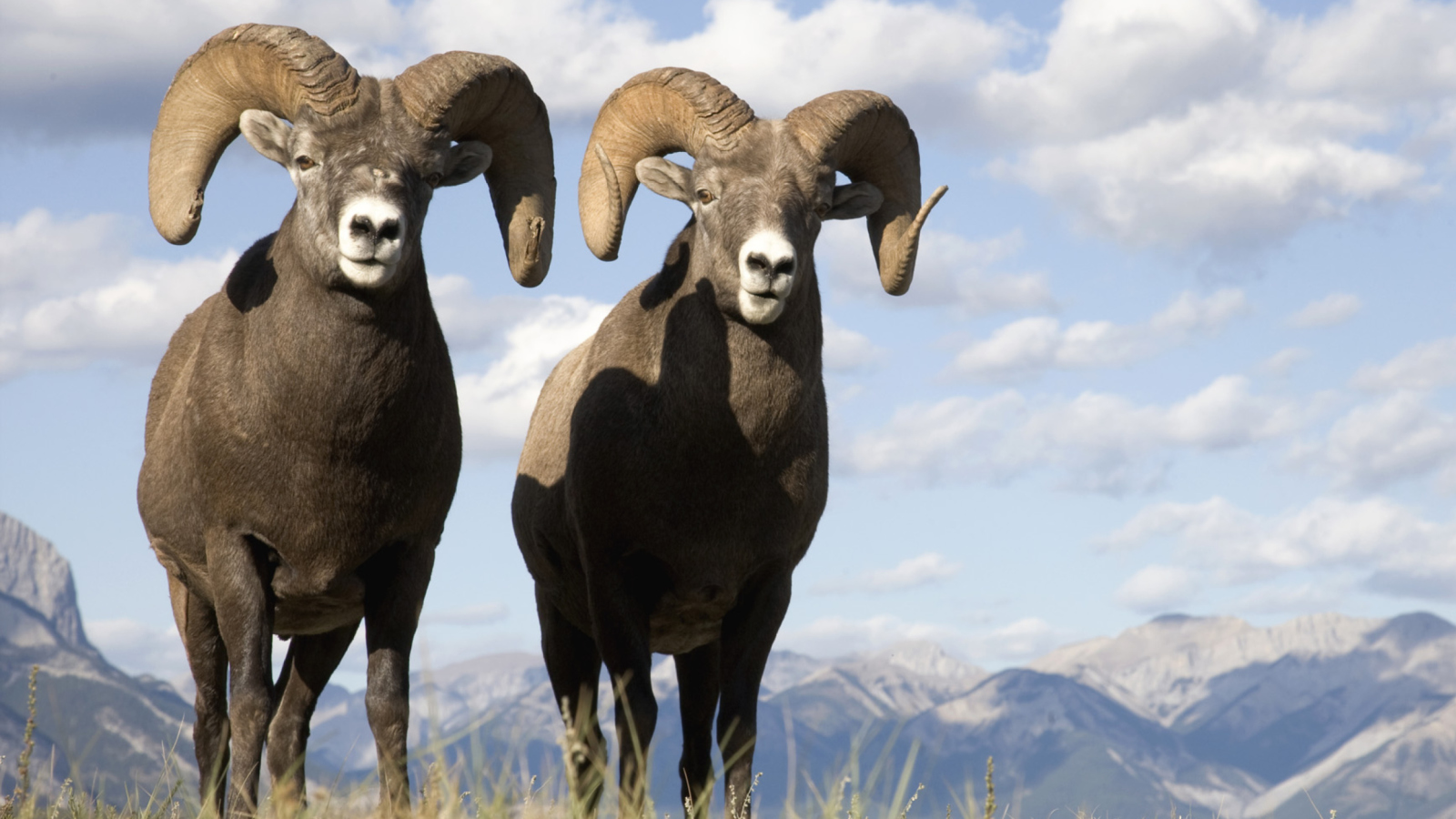 Mountain Bighorn Sheep wallpaper 1600x900