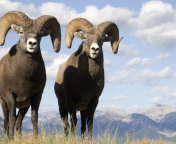 Das Mountain Bighorn Sheep Wallpaper 176x144