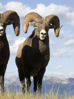 Fondo de pantalla Mountain Bighorn Sheep 240x320