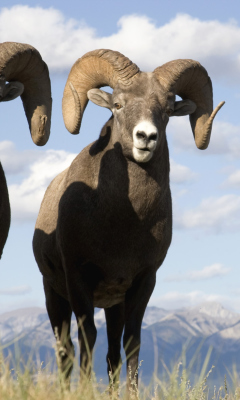 Screenshot №1 pro téma Mountain Bighorn Sheep 240x400