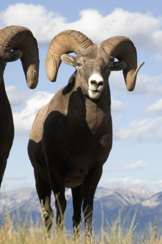 Fondo de pantalla Mountain Bighorn Sheep 320x480