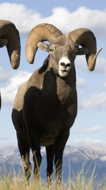 Sfondi Mountain Bighorn Sheep 360x640
