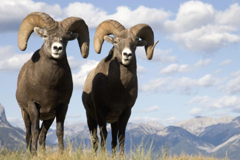 Обои Mountain Bighorn Sheep 480x320