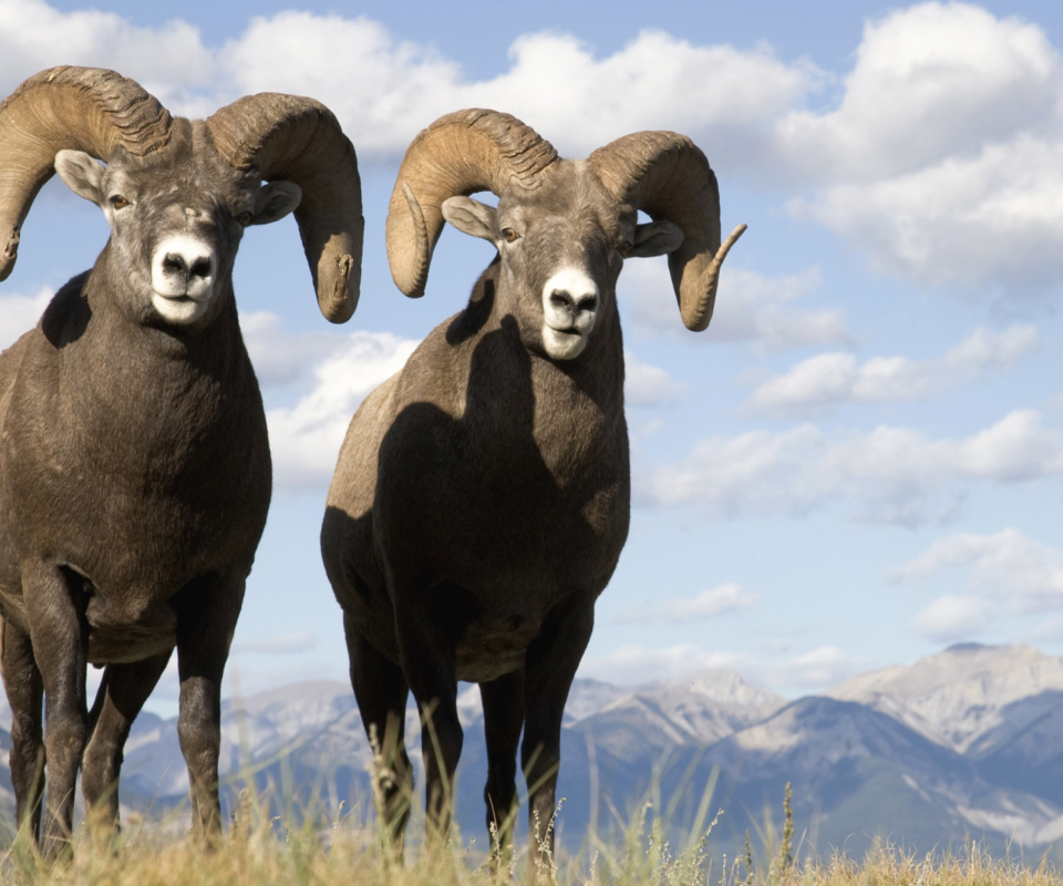 Обои Mountain Bighorn Sheep 960x800