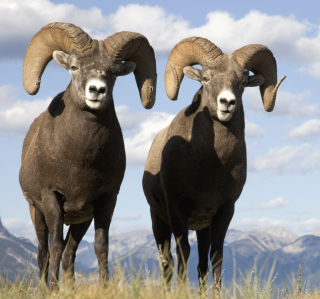 Mountain Bighorn Sheep - Obrázkek zdarma pro 1024x1024