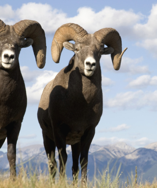 Mountain Bighorn Sheep - Obrázkek zdarma pro 240x320