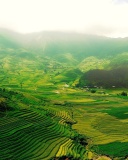 Das Vietnam Landscape Field in Ninhbinh Wallpaper 128x160