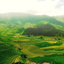 Fondo de pantalla Vietnam Landscape Field in Ninhbinh 208x208