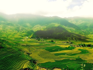 Обои Vietnam Landscape Field in Ninhbinh 320x240