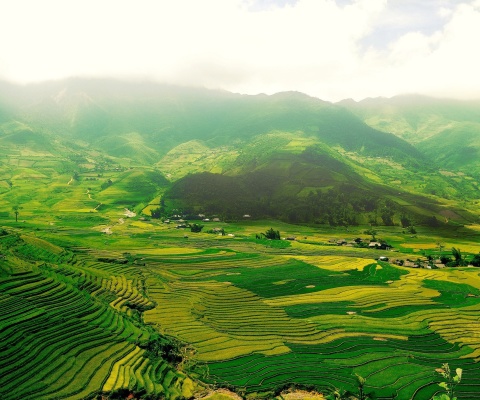 Fondo de pantalla Vietnam Landscape Field in Ninhbinh 480x400