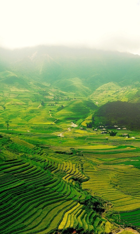 Sfondi Vietnam Landscape Field in Ninhbinh 480x800