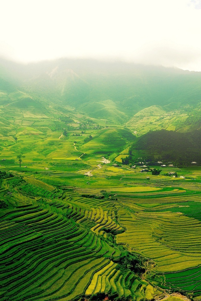 Das Vietnam Landscape Field in Ninhbinh Wallpaper 640x960