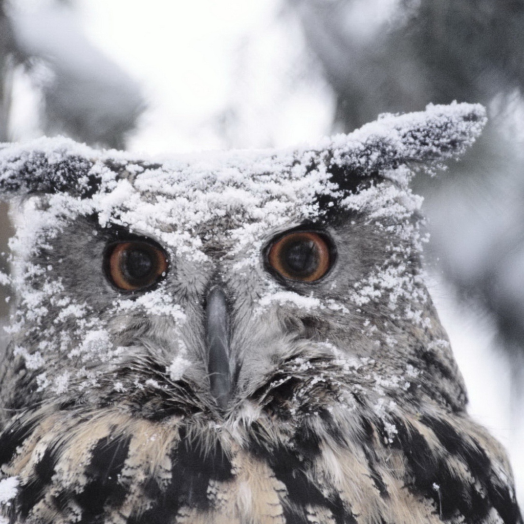 Sfondi Owl And Snow 1024x1024