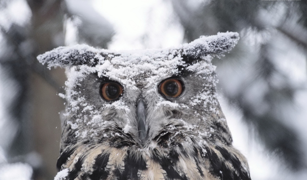 Screenshot №1 pro téma Owl And Snow 1024x600