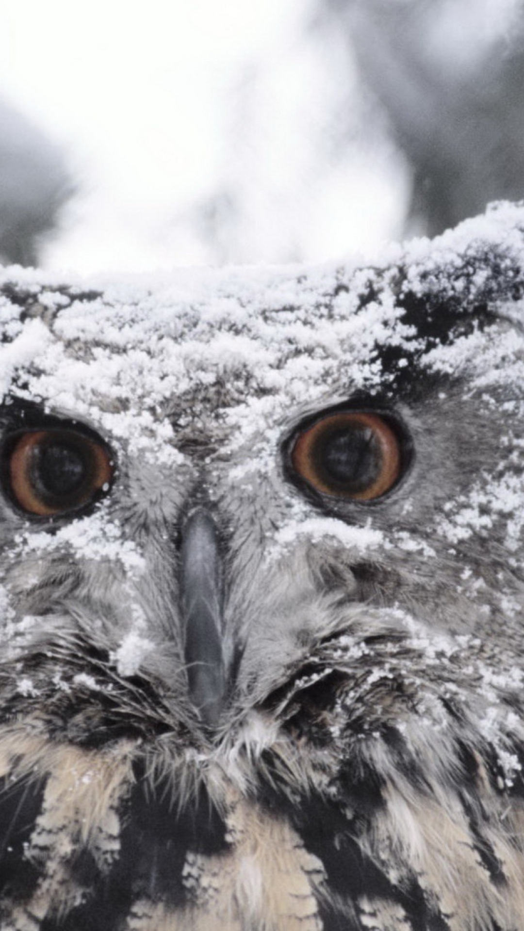 Обои Owl And Snow 1080x1920
